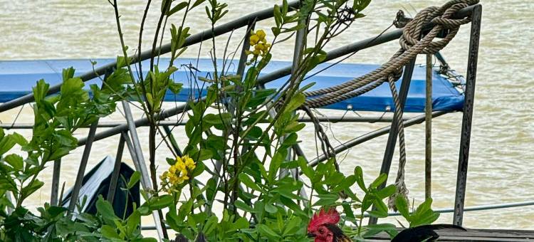 山芭湖渡假村(Sabak Awor Resort)图片