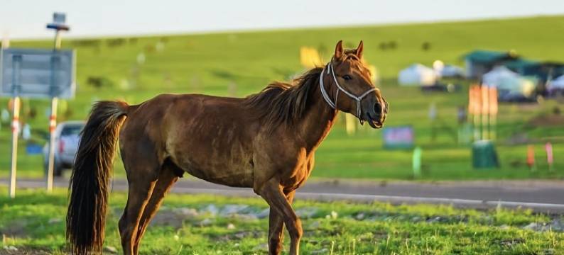 黑山头有间小院图片