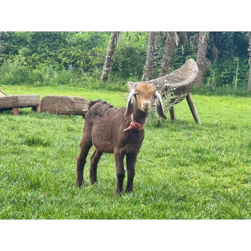 岚岫·日照金山民宿(玉龙雪山店)图片