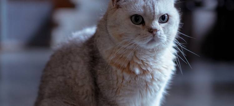 疯子的店·咖啡民宿(南澳岛青澳湾店)图片