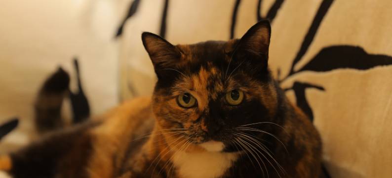 安宁Bamboo·竹设计师轻奢HOTEL(安宁奥特莱斯店)图片