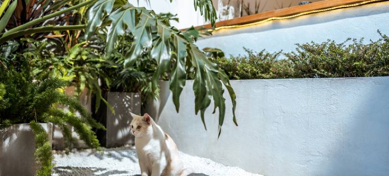 大理古城畔夏花开客栈图片