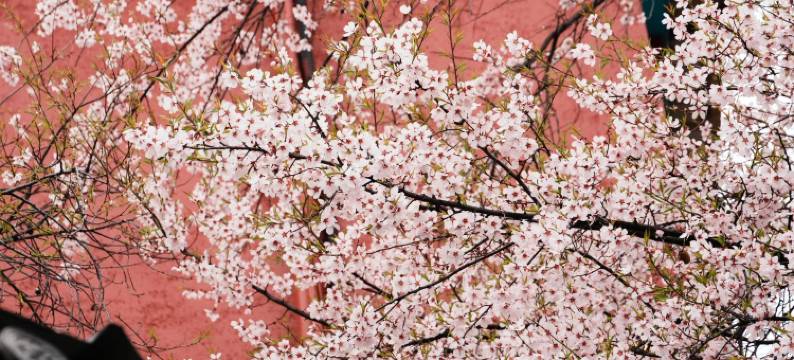 青庐朴语·心域|慢泊富氧美学民宿(独克宗古城大佛寺转经筒店)图片