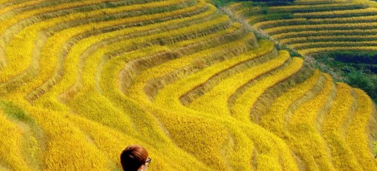稻田里·享全景美宿(龙脊梯田二号观景台店)图片