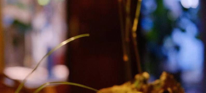 要有花客栈图片