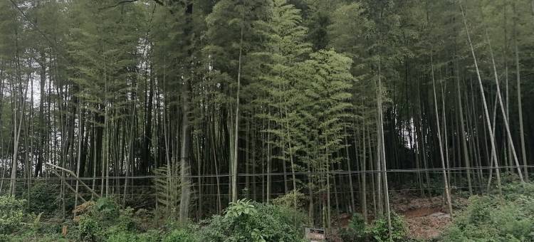 永川春竹山庄(茶山竹海店)图片