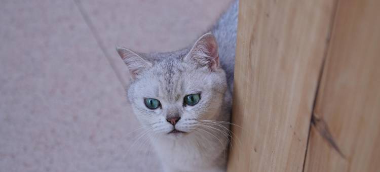 54號·南洋老别墅(西街店)图片