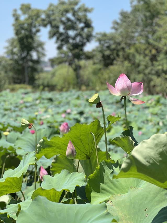 巴陵·邕湖庄园酒店(洞庭湖中华熊猫苑店)图片