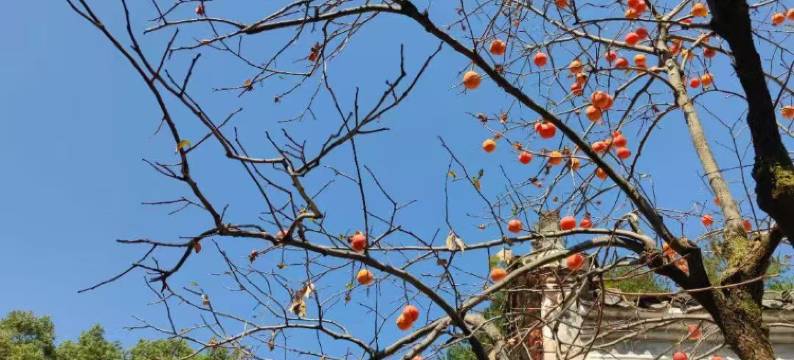 叁生一宅·宋式美学晒秋度假美宿(篁岭景区店)图片