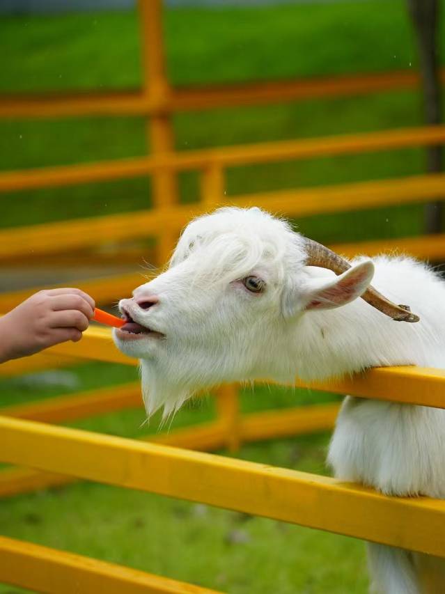 清远水上云朵酒店图片