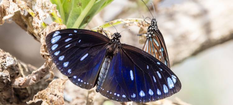 天成逸旅-蝴蝶谷图片