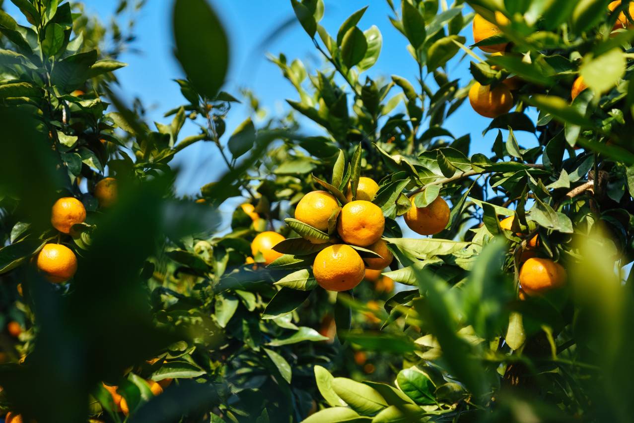 黑龙滩环球融创天堂洲际酒店图片