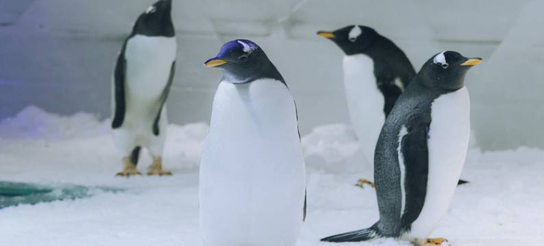 郑州银基冰雪酒店(动物王国店)图片