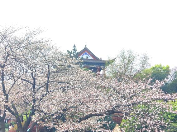 武汉晴川假日酒店图片