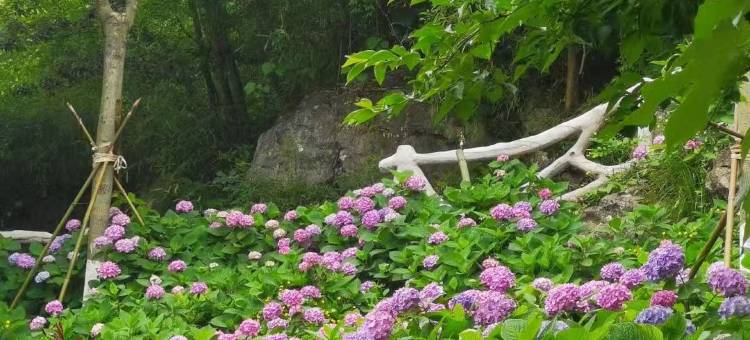 凤凰山庄凤凰栖山谷民宿图片