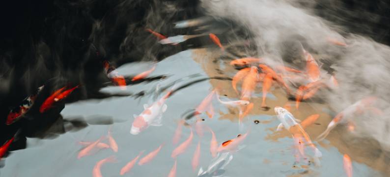 花筑·觀魚GUANYU民宿(扬州皮市街东关街店)图片