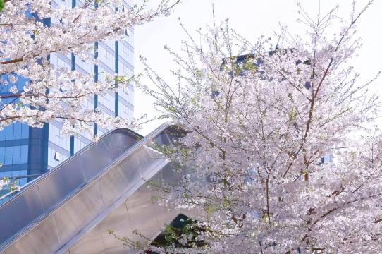 宁波香格里拉大酒店图片