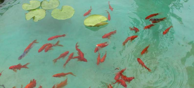 本溪衍水山居民宿图片