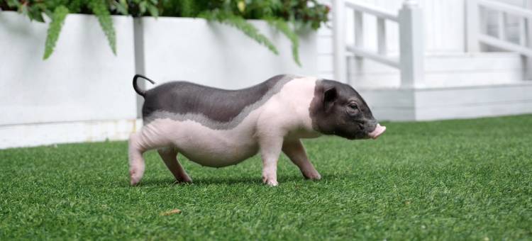 贵阳铂尔曼大酒店(甲秀楼鸿通城购物中心店)图片