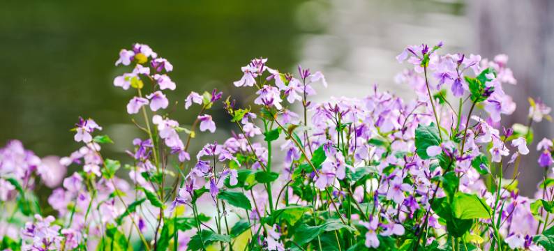 南京玄武湖Ascott雅诗阁公寓酒店图片