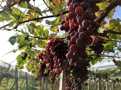 黄山休宁田居里艺术度假村Villa Hotel图片