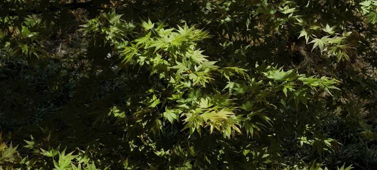 都江堰峨山大坪图片