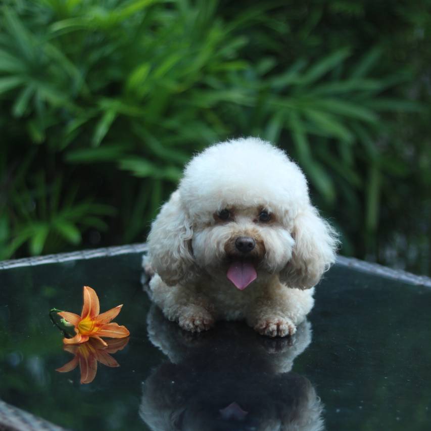 南宁那乡里民宿(武鸣南国乡村天幕露营基地店)图片
