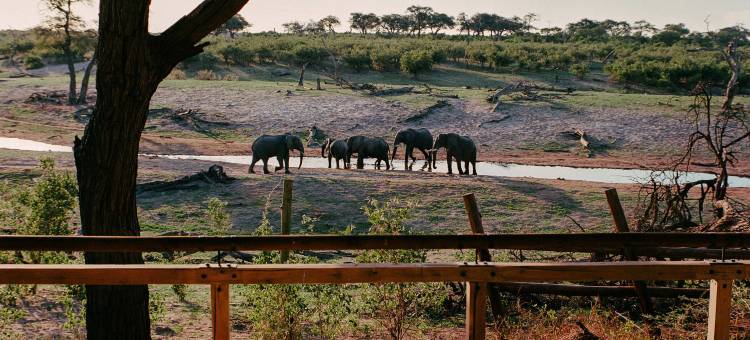 萨武蒂大象山林小屋(Savute Elephant Lodge)图片