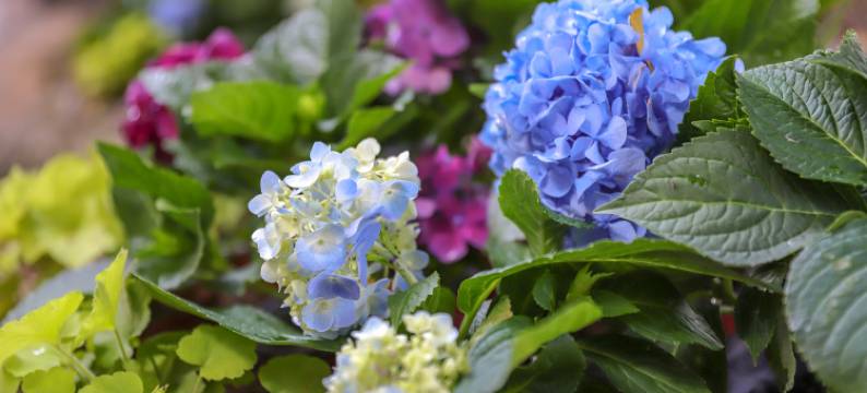 南安华侨大酒店图片