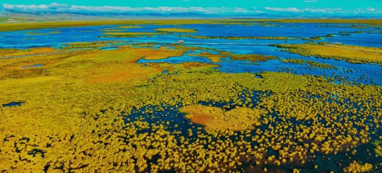 若尔盖藏海花酒店图片