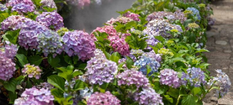 听花·小院(丽江古城大水车店)图片