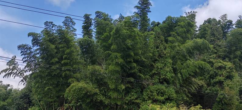 蜀南竹海云泉山庄图片