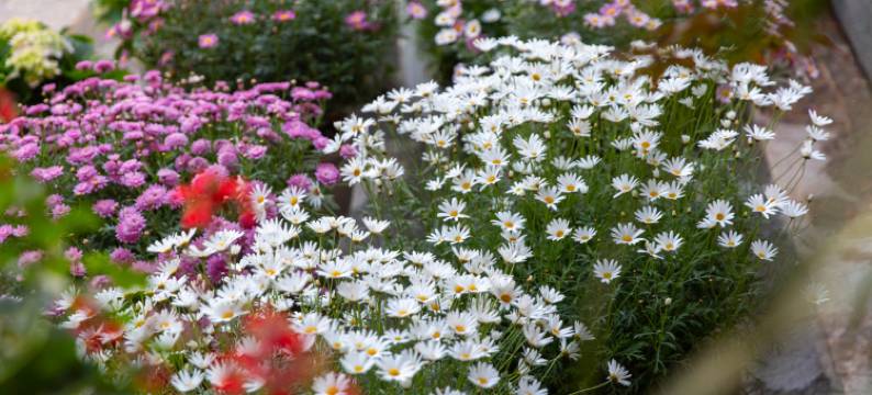 山茶半岛美宿(丽江束河古镇店)图片