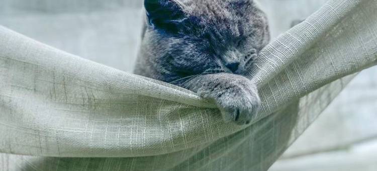 闫老师的小院.湖畔花园民宿(桂湖东西巷店)图片