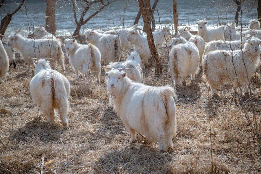 大乐之野(中卫黄河宿集店)图片