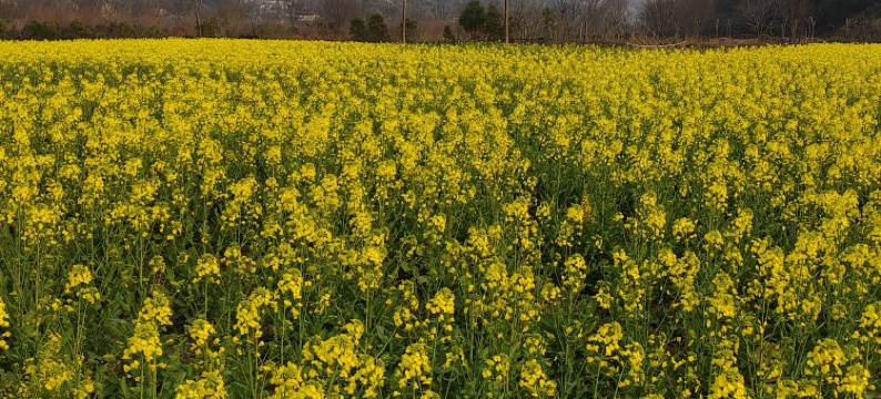 庐江冶父山居度假庄园图片