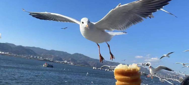 昆明滇池豪生酒店图片