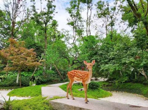 青城山芷筑·饮马川温泉度假酒店图片