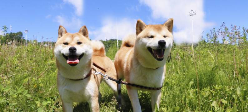 长白山万达喜来登度假酒店图片