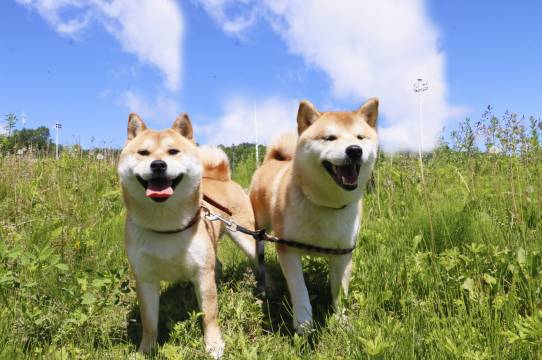 长白山万达喜来登度假酒店图片