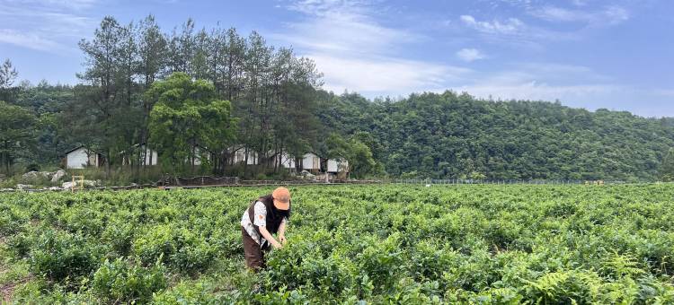 西兰卡普悬崖山景帐篷民宿图片
