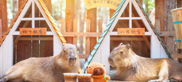 茅山森林世界度假村小熊猫庄园酒店图片