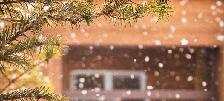 大列巴花庄园(额尔古纳恩和俄罗斯民族乡店)图片