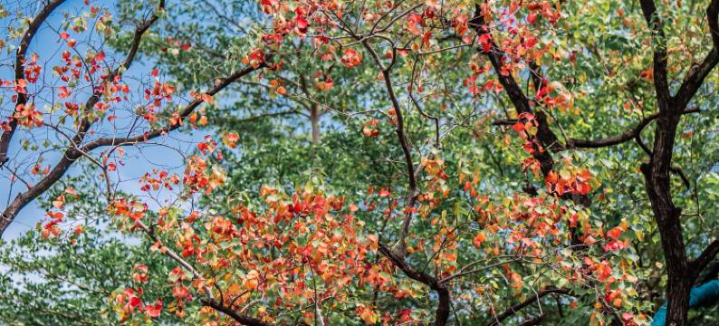 木莲庄度假酒店(广州增城荔湖店)图片