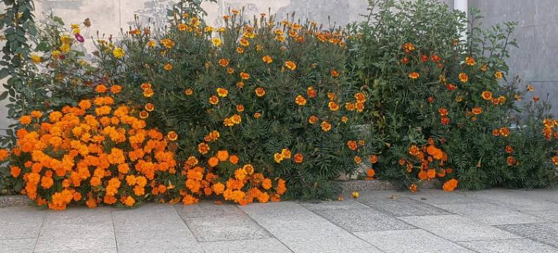 倚田居民宿图片