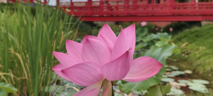 普者黑兮院云上彝居汤泉度假酒店图片