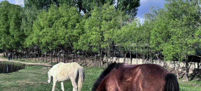 沙溪古镇花生民宿图片