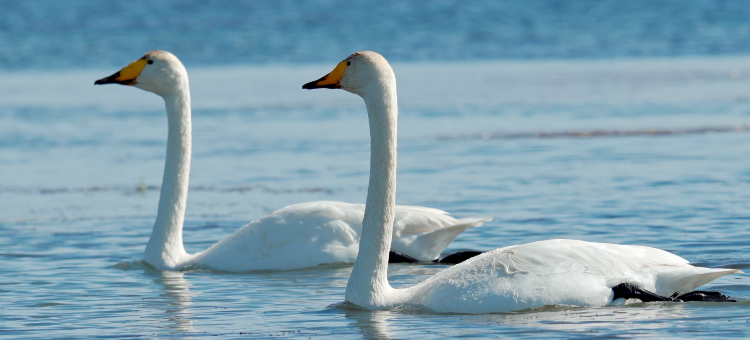 信敏·慕云山居度假酒店(赛里木湖景区店)图片