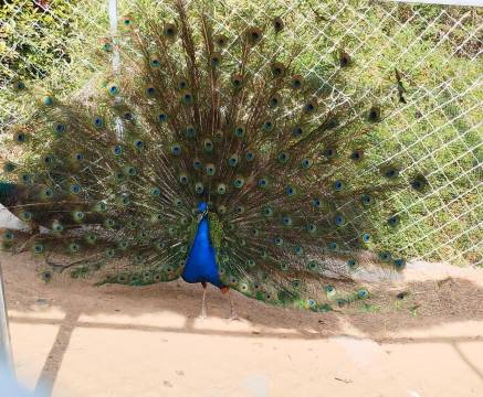 泰安绿发东尊华美达广场酒店图片