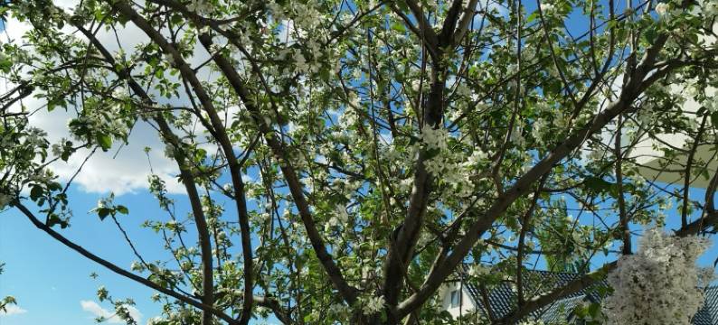 后院乡村十七巷民宿(霍尔果斯店)图片